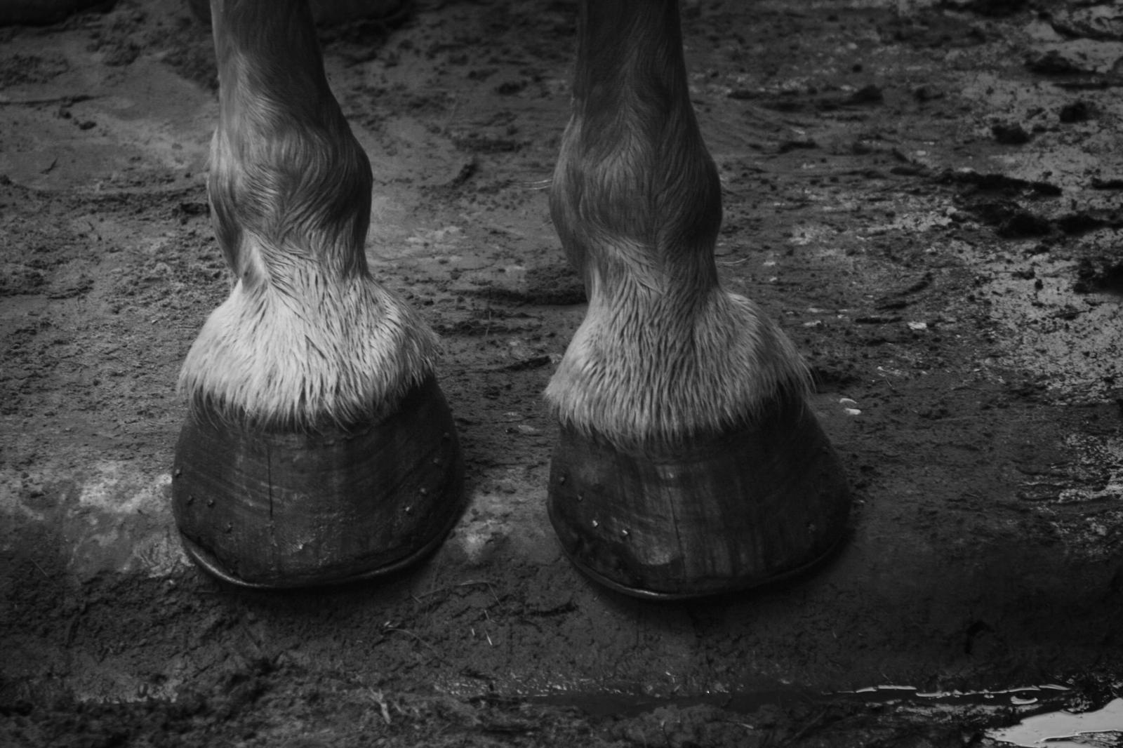 Lo zoccolo del cavallo: come funziona il "secondo cuore" e come curarlo in ogni stagione