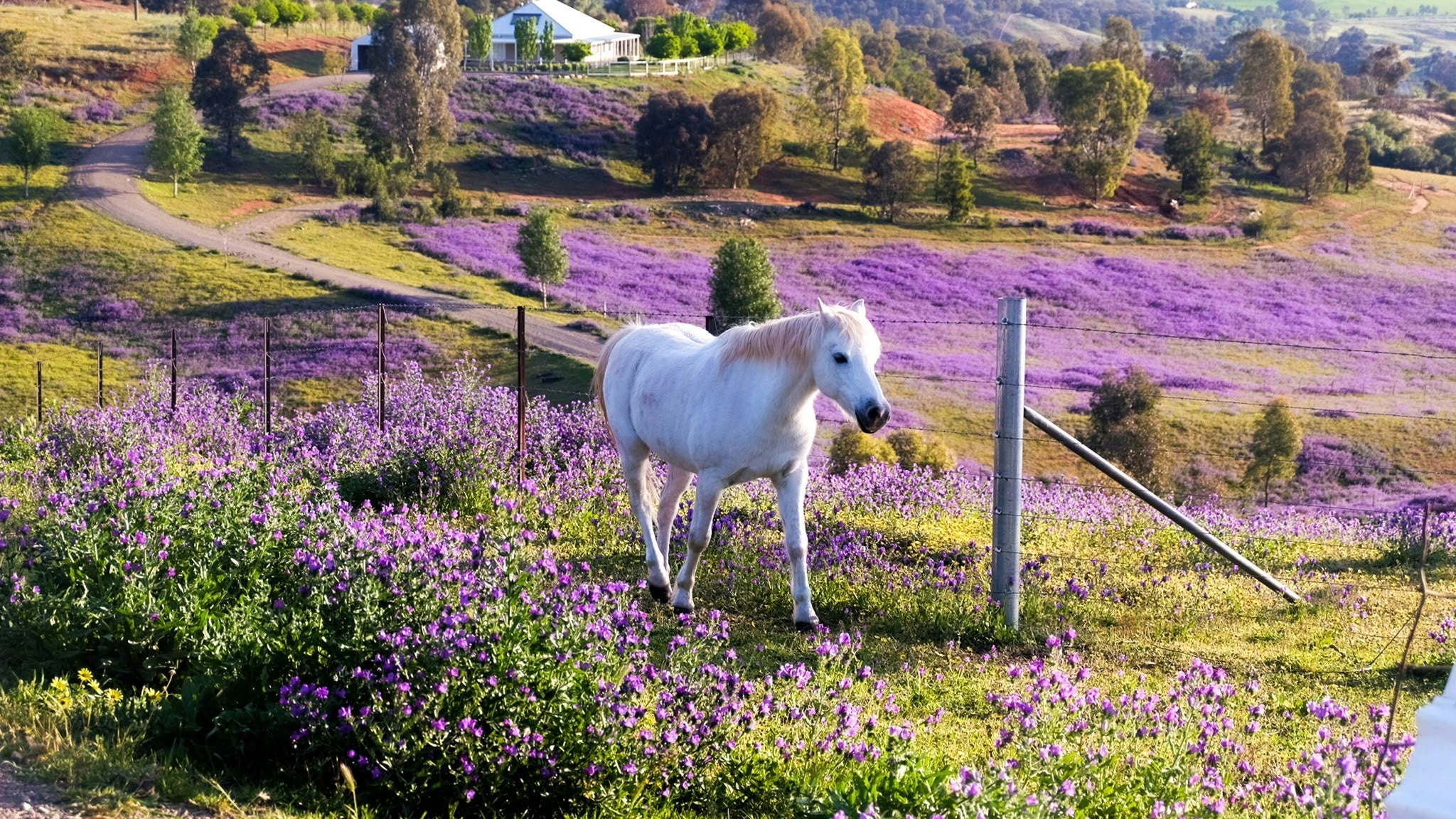 Dermatite estiva del cavallo: come riconoscerla, prevenirla e alleviare il prurito