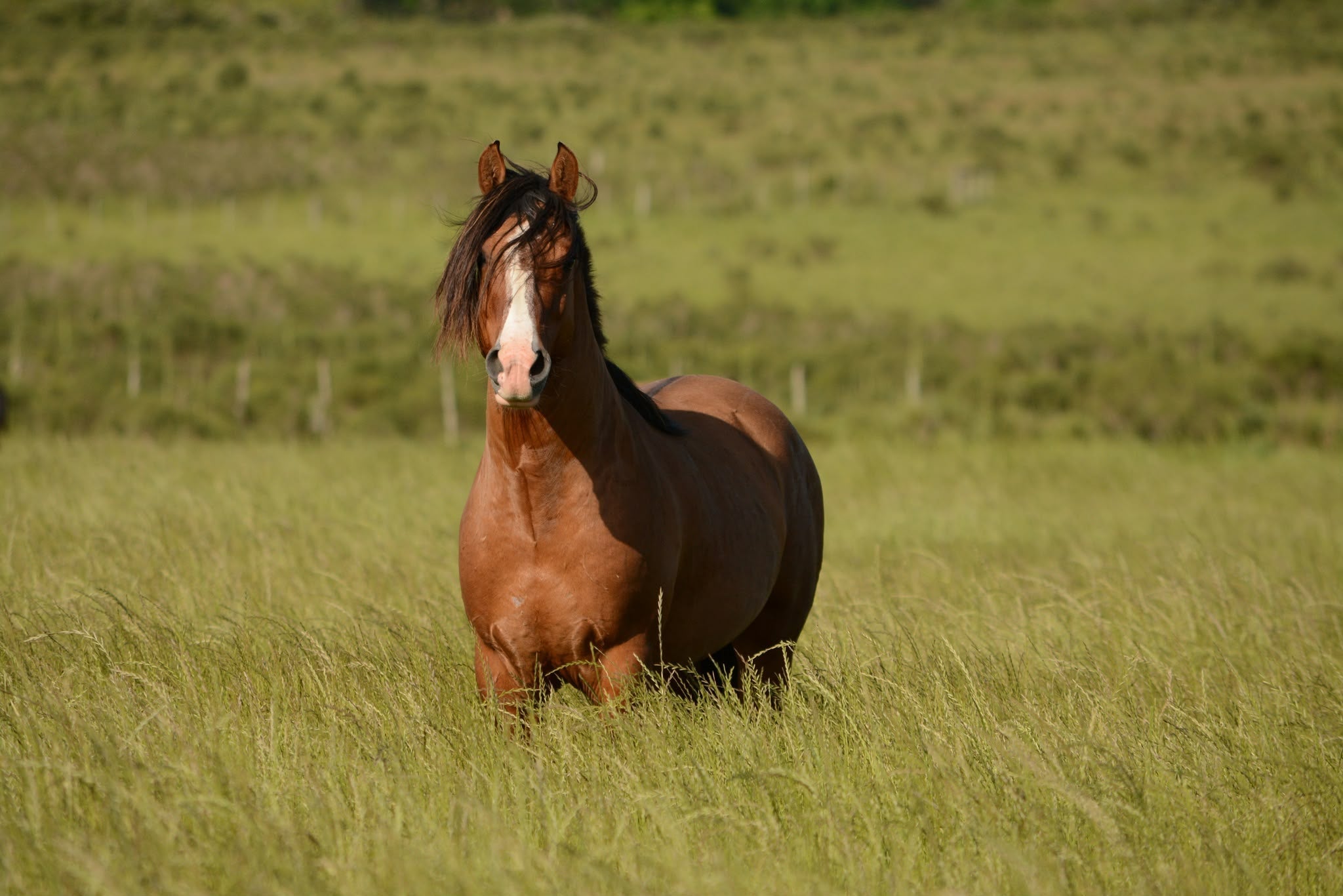 Kit estate per il cavallo: tutto il necessario per affrontare il caldo