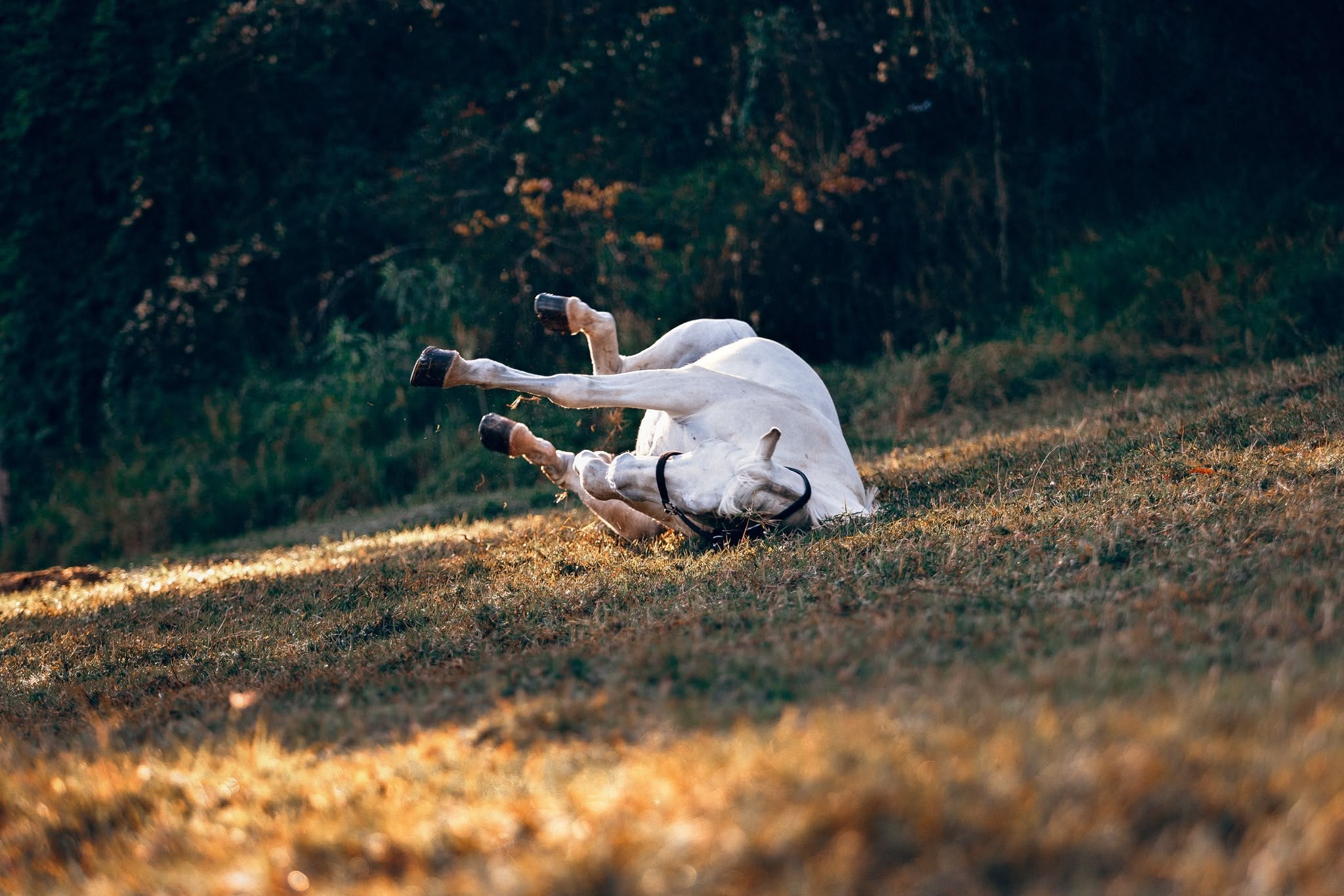 Perchè il cavallo si rotola nel fango? (Spoiler: non è un dispetto!)