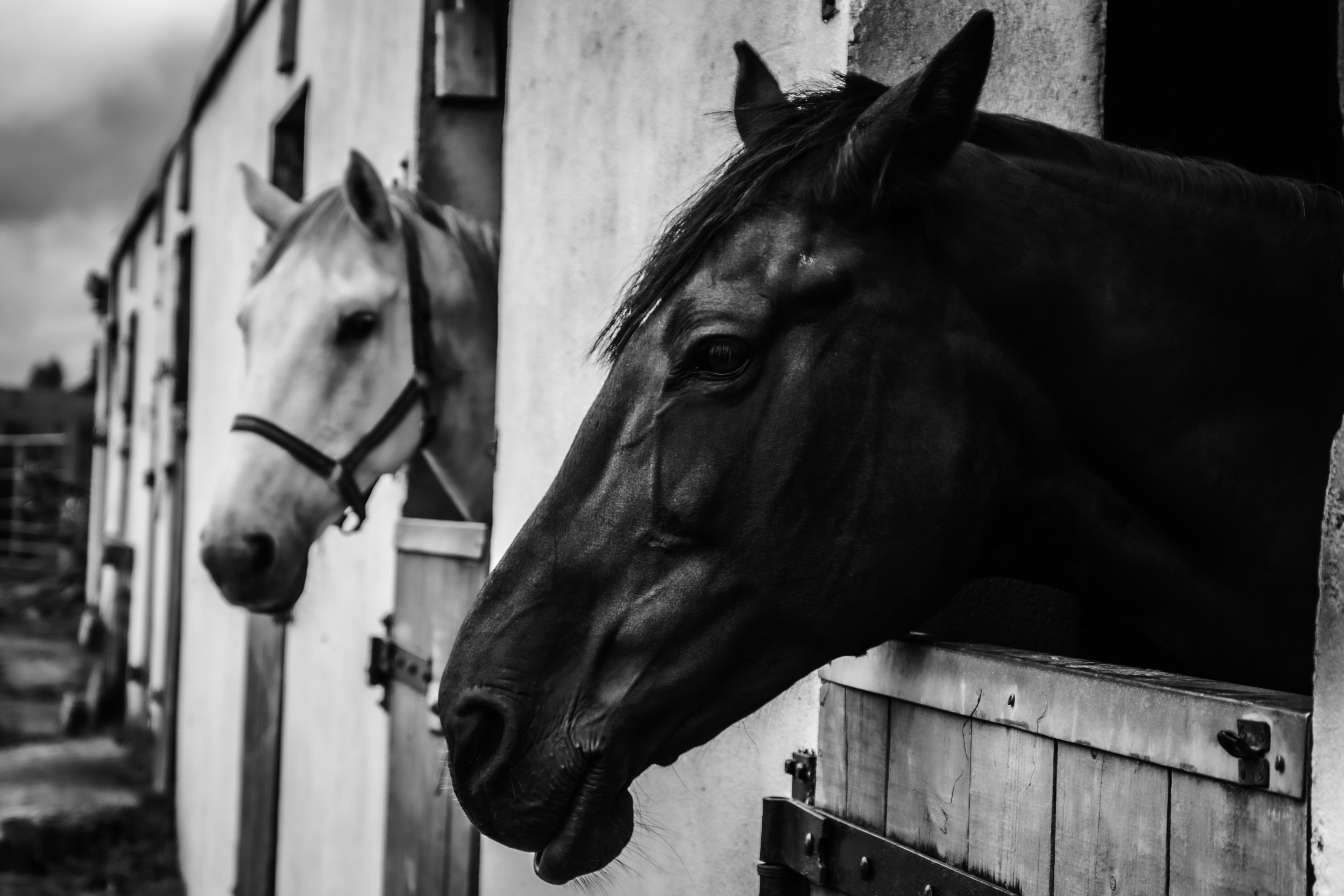Lo stress nel cavallo: come riconoscere i segnali, sfatare i miti e migliorare il suo benessere