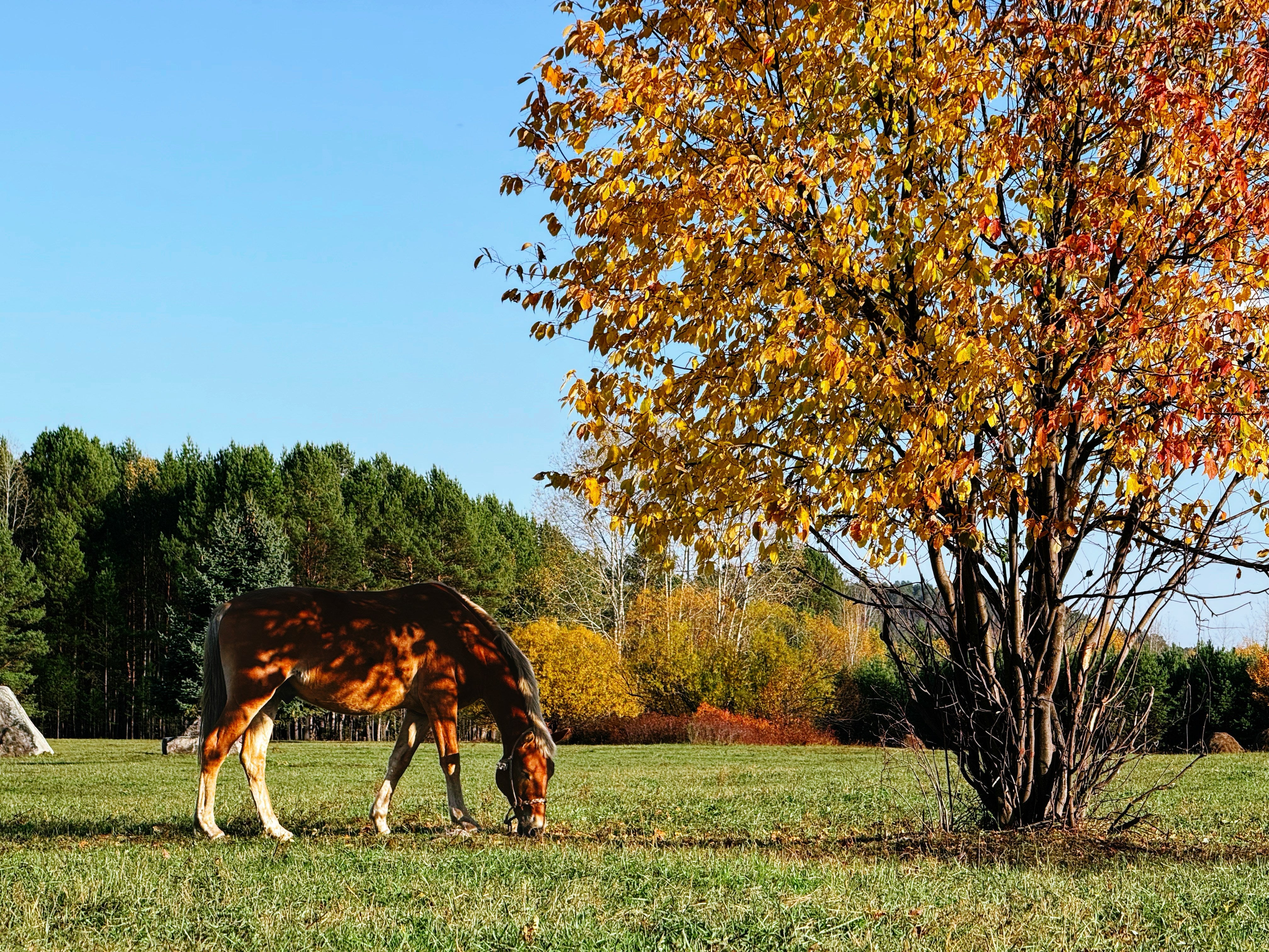 Recupero e integratori per cavallo
