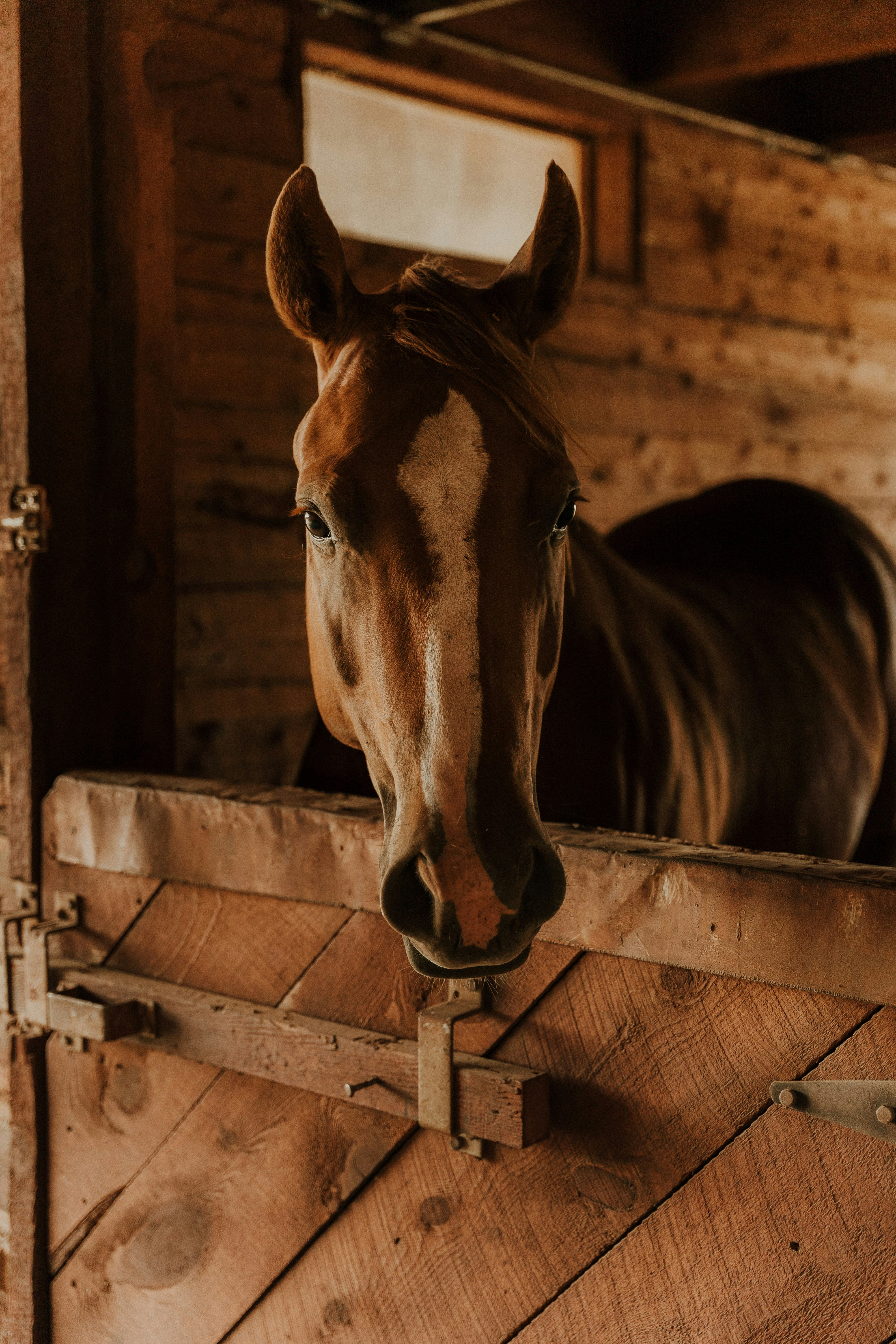 Cura del cavallo