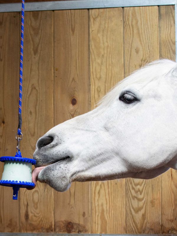 Likit Holder rider e horse