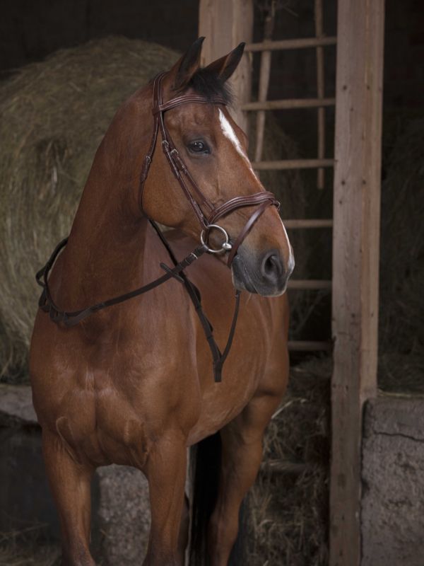 Redini con maniglie rider e horse